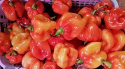 Chiles habaneros. Toda una explosión de calor en la boca. Los 5 Mejores 