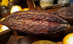 Theobroma cacao Los 5 Mejores