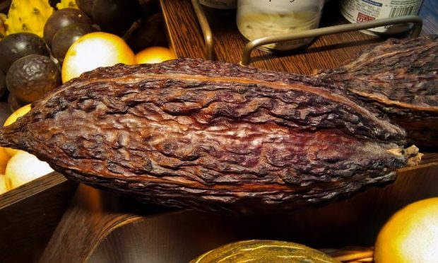Theobroma cacao Los 5 Mejores