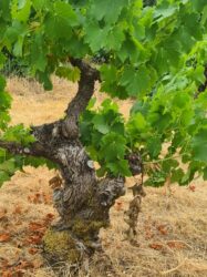 Cepa con musgo. Bodega Aníbal de Otero. Los 5 mejores