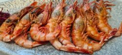 Gamba de Garrucha. Materia Prima. Los 5 mejores.