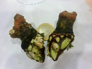 Percebes gallegos.