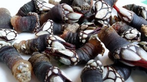 Percebes. Los 5 Mejores