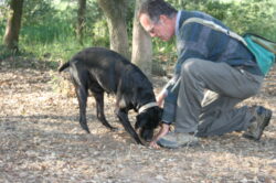 Recolectando trufas con perros adiestrados. Huesca, Aragón