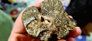 Trufa Aragón Tuber melanosporum. Los 5 mejores