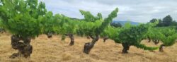 Los Fornos viñedo de paraje, ecológico. Bodegas A de O. El Bierzo